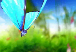 蝴蝶视频,探寻自然之美与生命奇迹